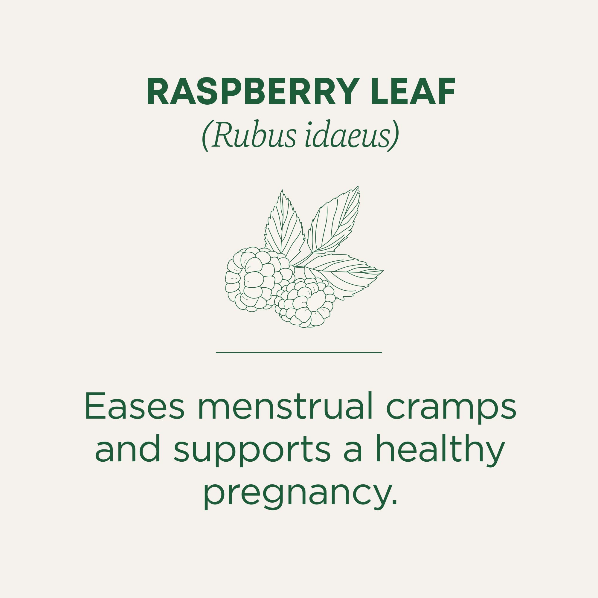 Traditional Medicinals Organic Raspberry Leaf Tea, Supports Healthy Pregnancy and Soothes Menstrual Cramps, (Pack of 6) - 96 Tea Bags Total - Image 4