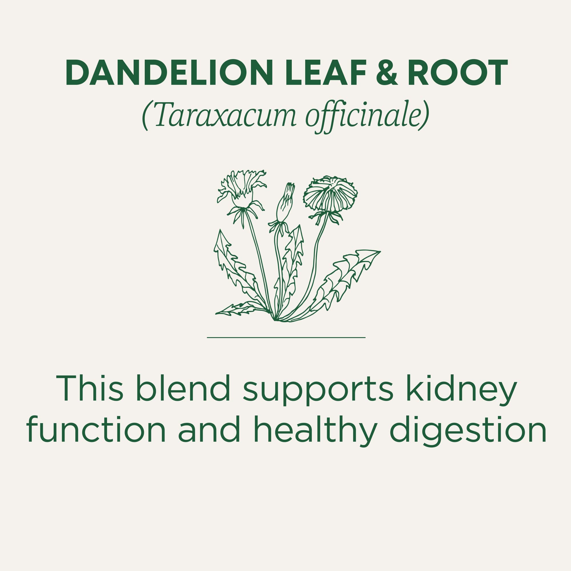 Traditional Medicinals Tea, Organic Dandelion Leaf & Root, Supports Kidney Function & Healthy Digestion, 16 Tea Bags - Image 4