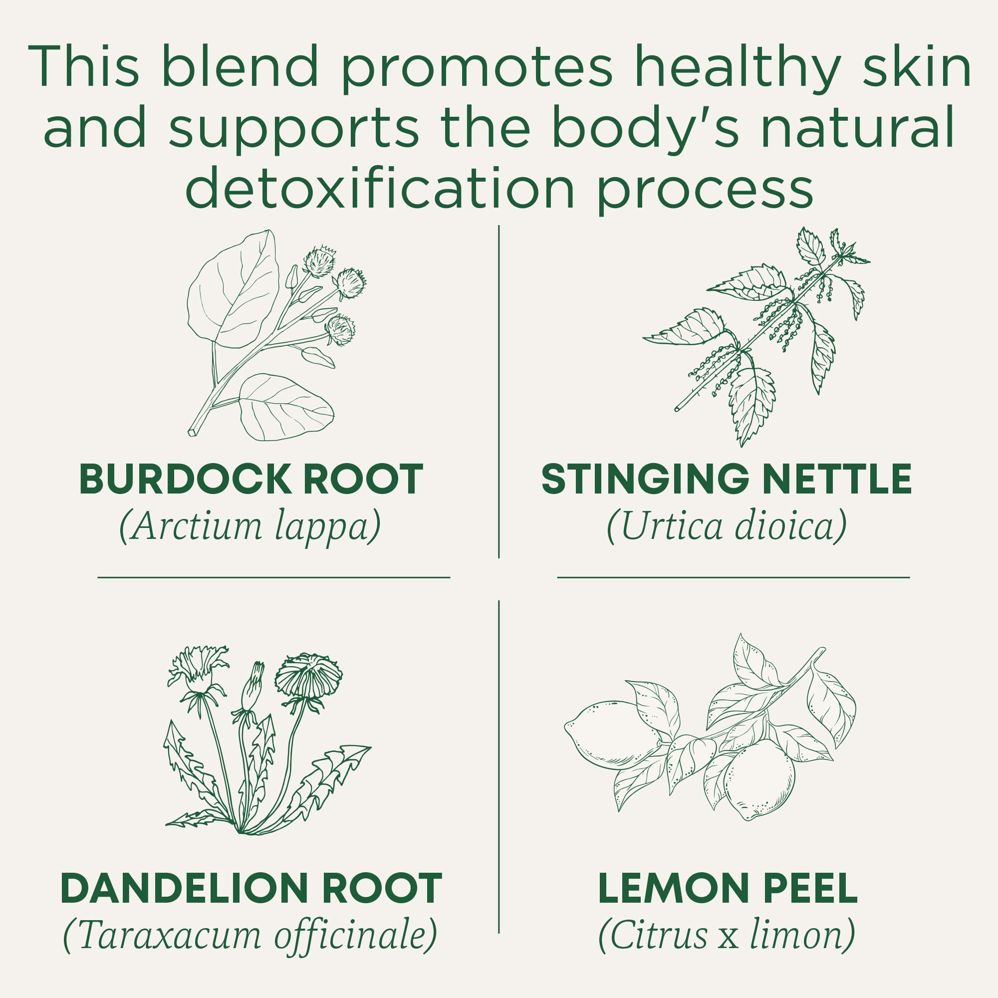 Traditional Medicinals Tea, Organic Everyday Detox Lemon, Supports Healthy Skin & Liver Function, Detox, 16 Tea Bags - Image 3