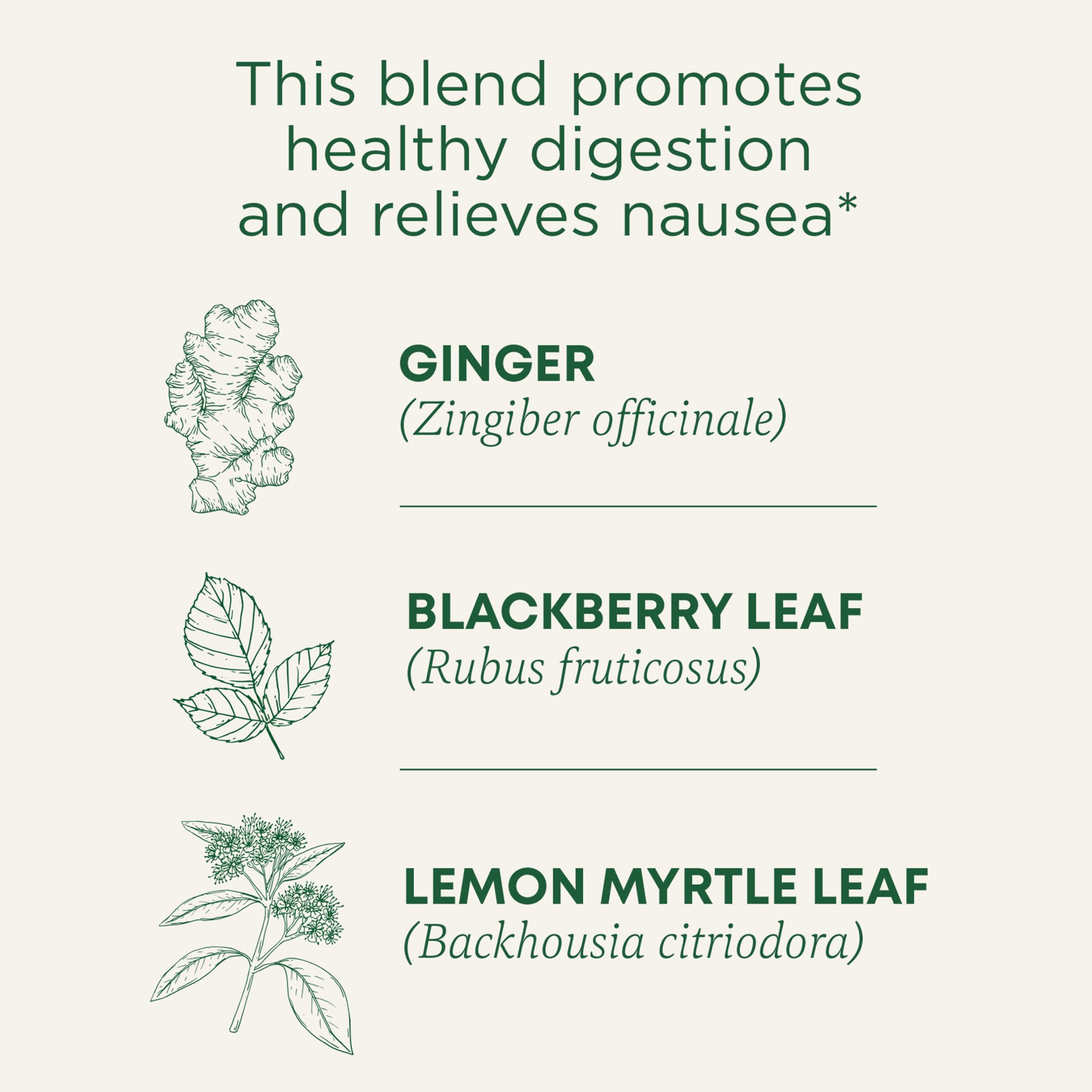 Traditional Medicinals Tea, Organic Ginger Aid, Promotes Healthy Digestion, Kosher, Non-GMO, Caffeine-Free, Compostable - 96 Tea Bags (6 Pack) - Image 3